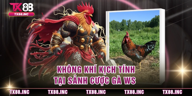 Không khí kịch tính tại sảnh cược gà WS 